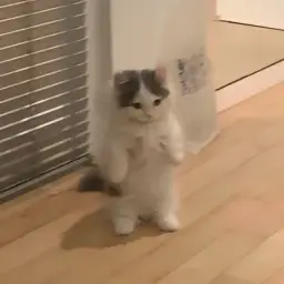 Michi — отзывы и рейтинг