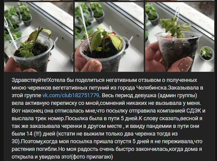 группа вегетативные черенки в телеграмм наталья отзывы